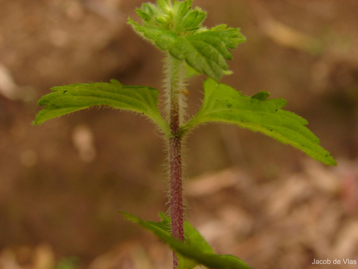 Stachys arvensis (L.) L.